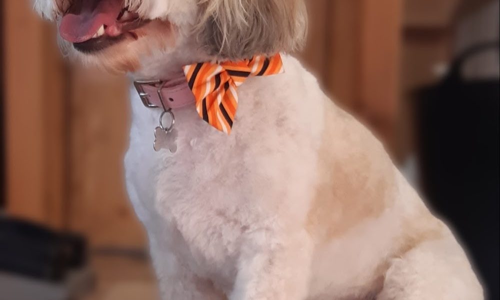 A1 Grooming