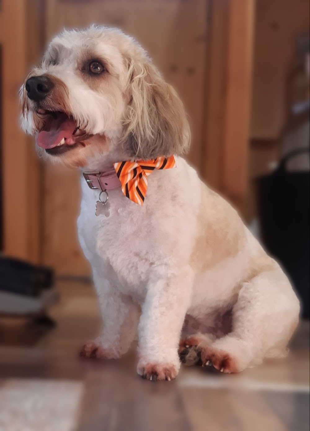 A1 Grooming