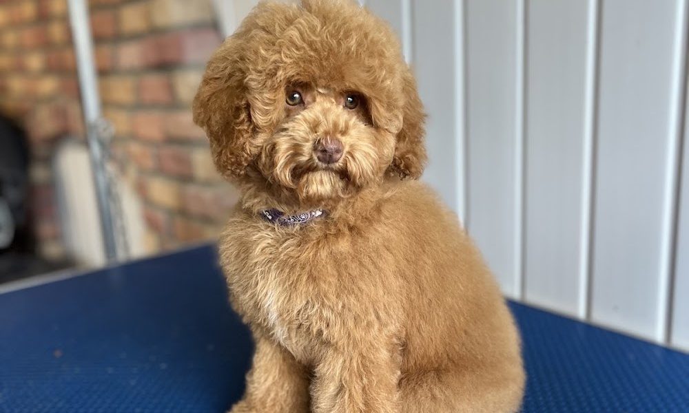 AK’s Dog Grooming