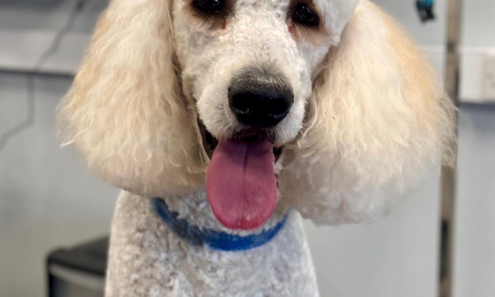 Alpha Dog Grooming Salon