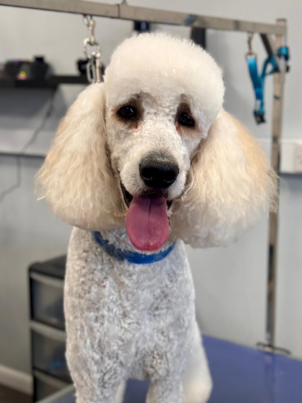 Alpha Dog Grooming Salon