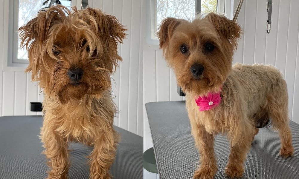 Annahagh Dog Grooming
