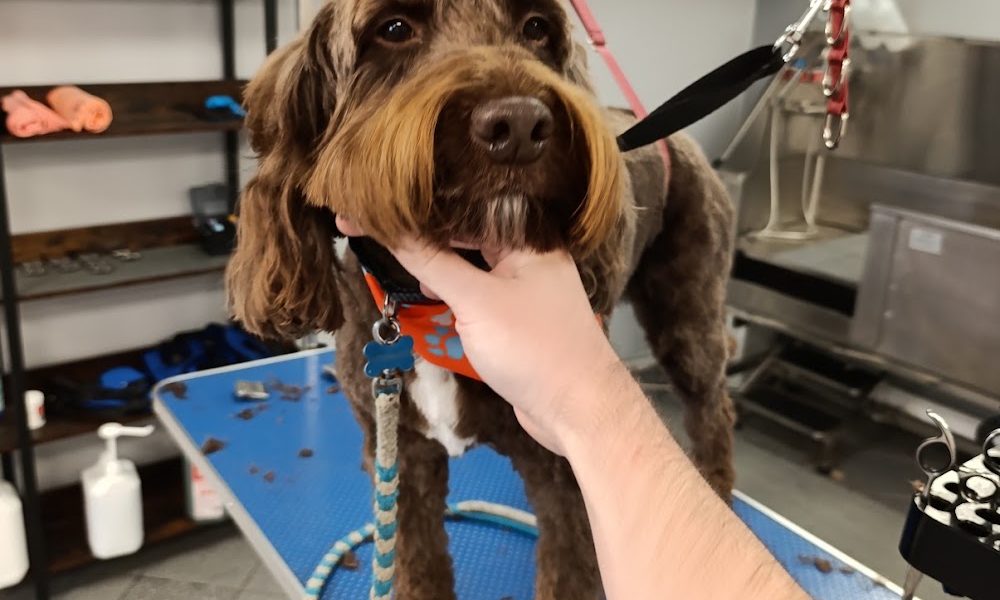 Big Paws Dog Grooming