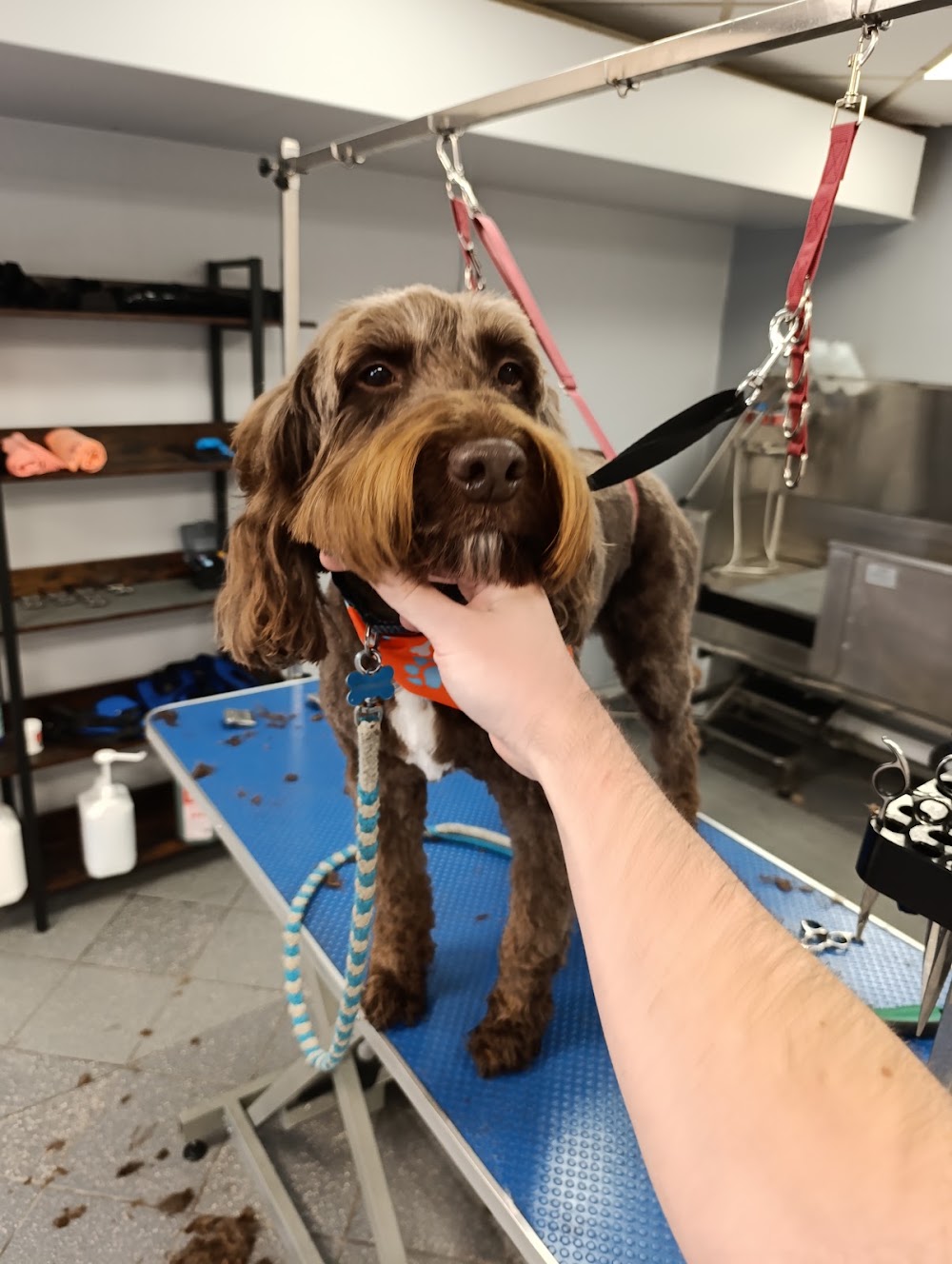 Big Paws Dog Grooming