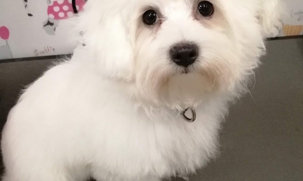 Biscuit Paws Dog Grooming