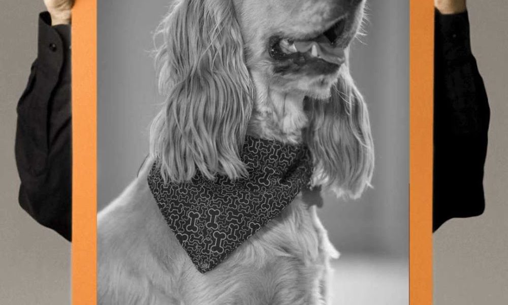 Bubbles Dog Grooming
