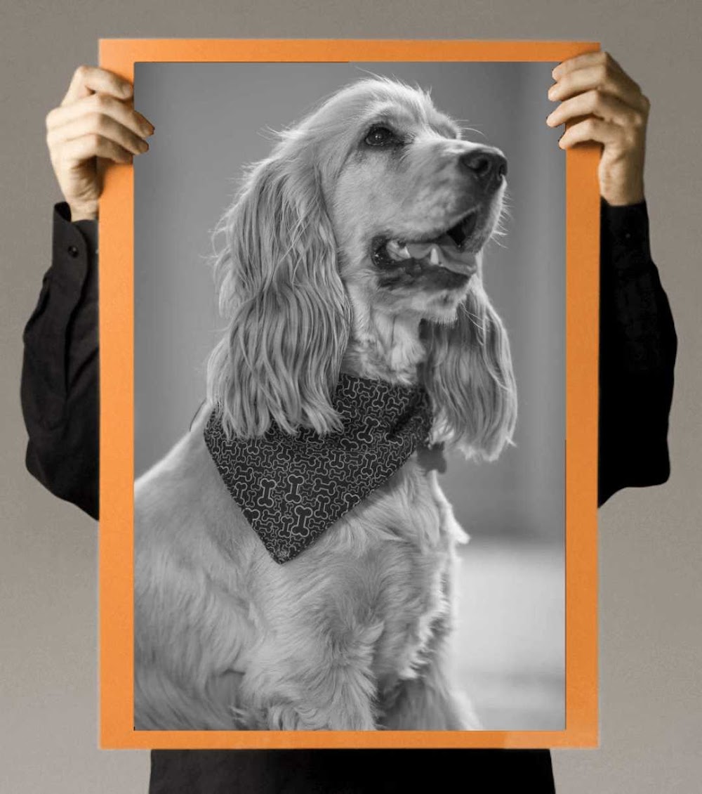 Bubbles Dog Grooming