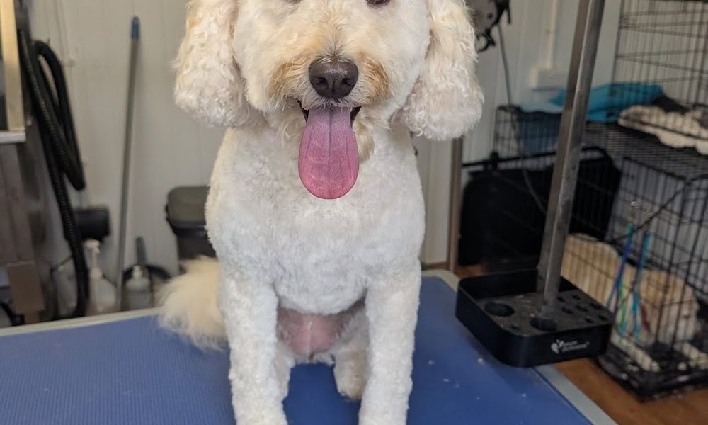 Canine Clip & Dip Dog Grooming