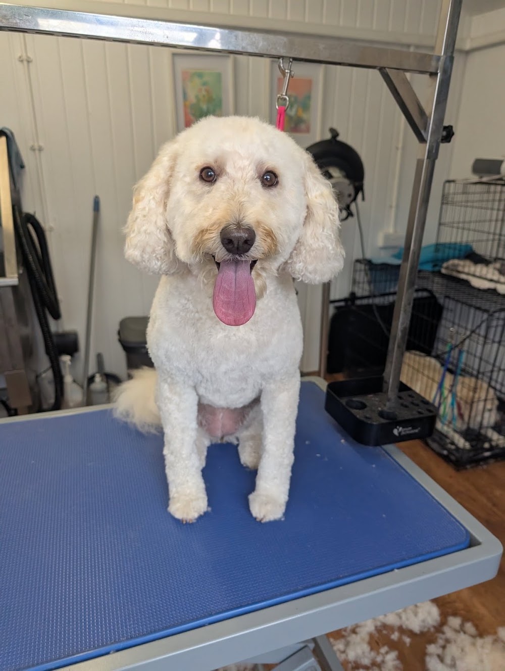 Canine Clip & Dip Dog Grooming