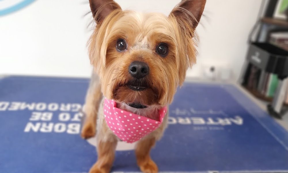 Causeway Dog Grooming