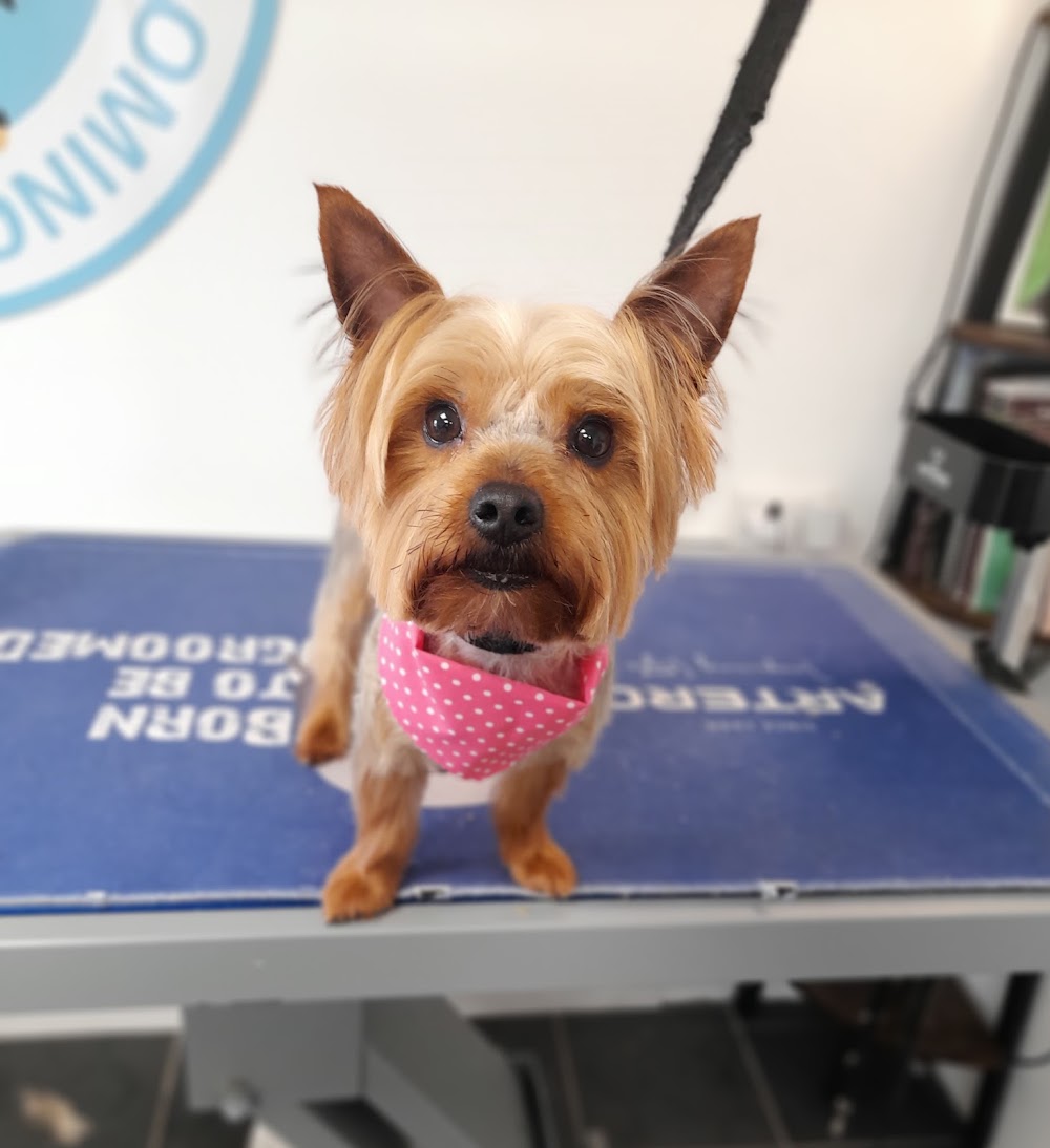 Causeway Dog Grooming