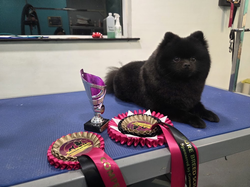 Clipper canine – Dog grooming