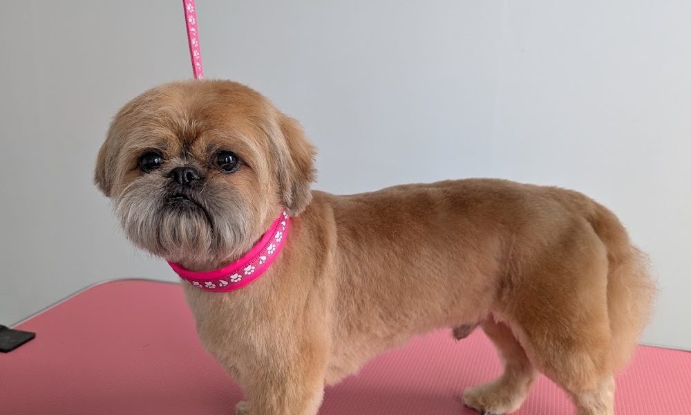 Collar and Comb Dog Grooming Belfast