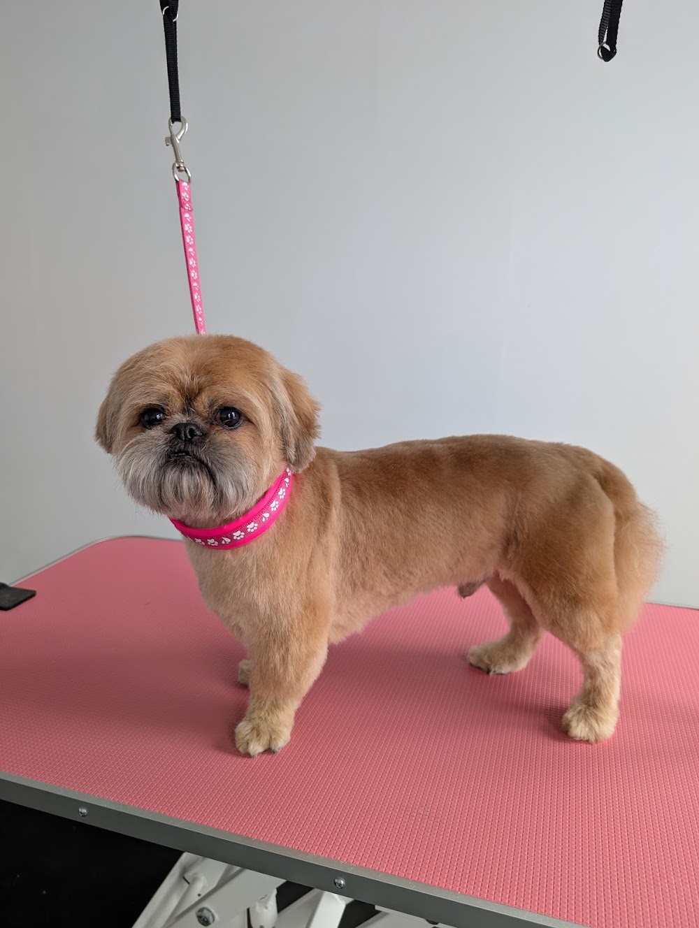 Collar and Comb Dog Grooming Belfast