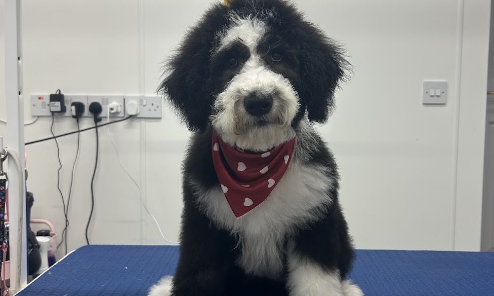 Daisy Ducks dog grooming