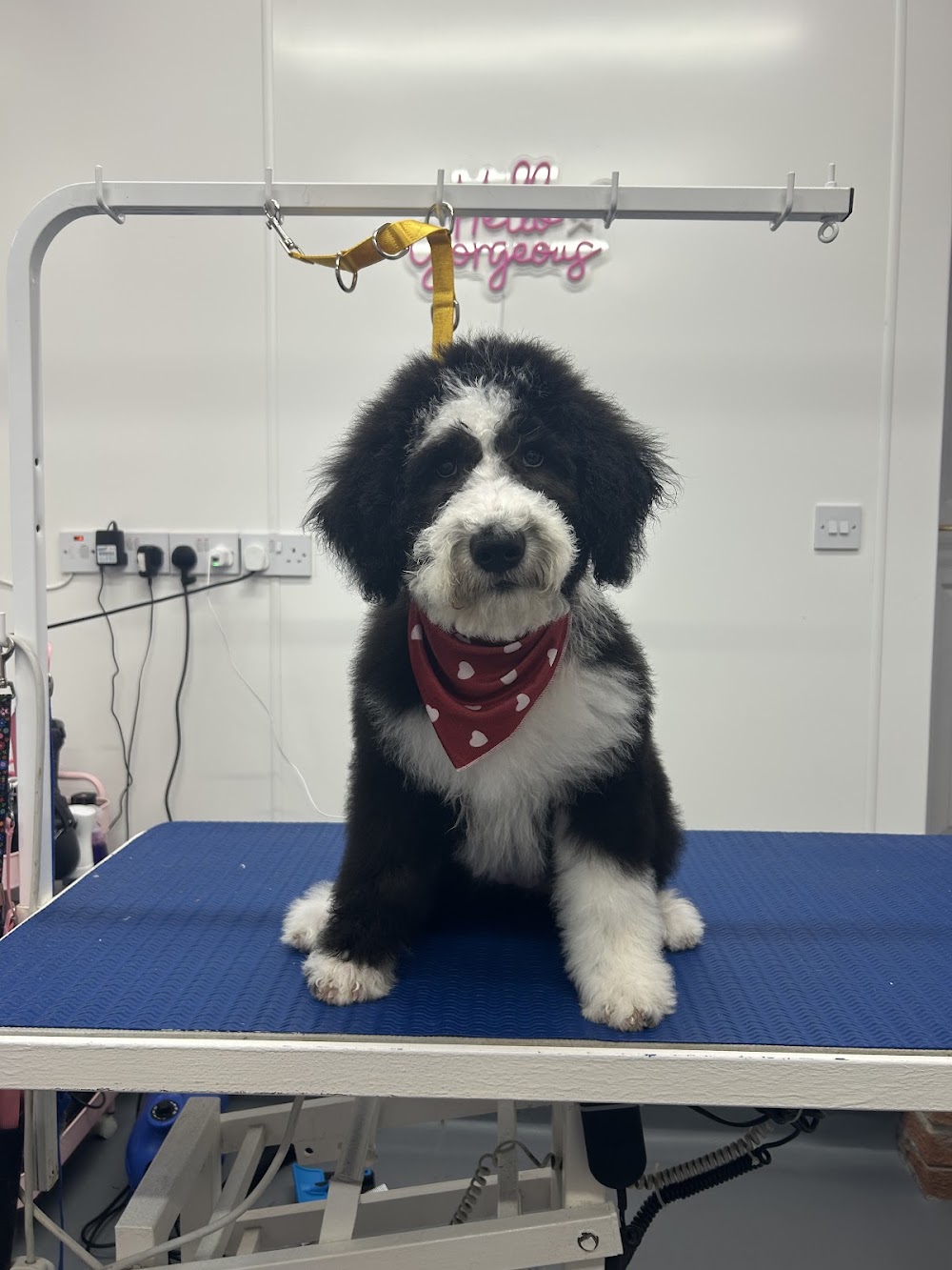 Daisy Ducks dog grooming
