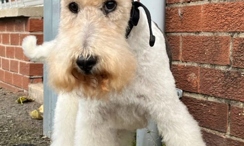 Deputy Dog Grooming