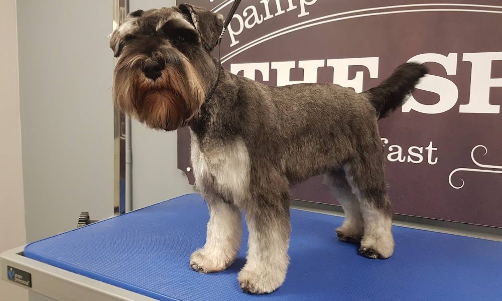 Dog Grooming – The Spa Belfast Pamper & Groom