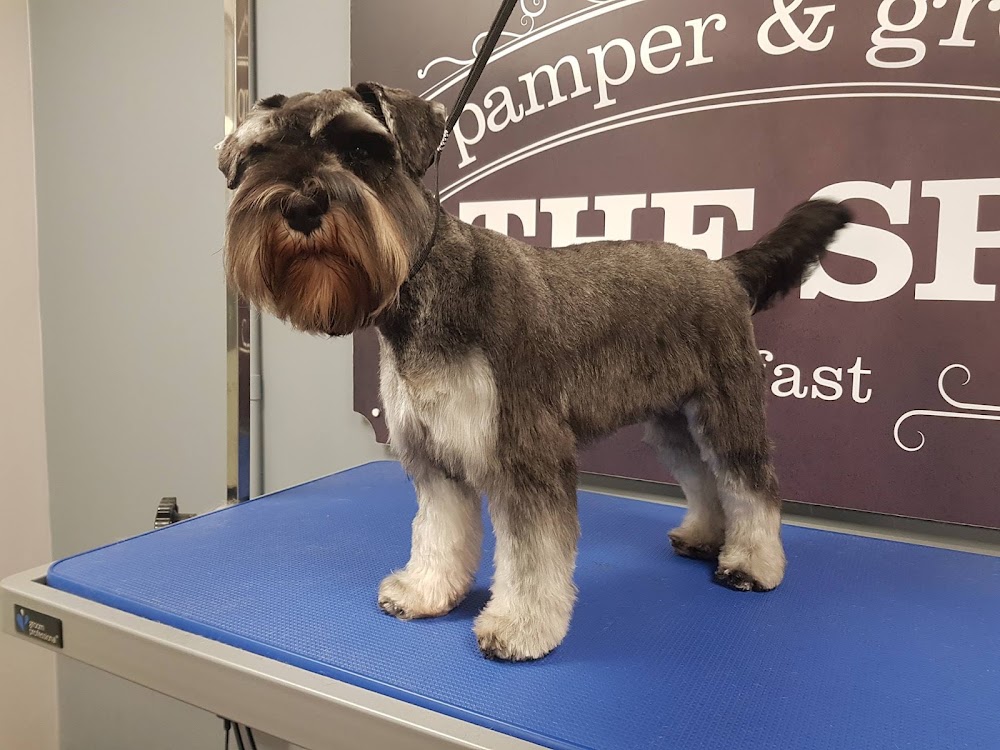 Dog Grooming – The Spa Belfast Pamper & Groom