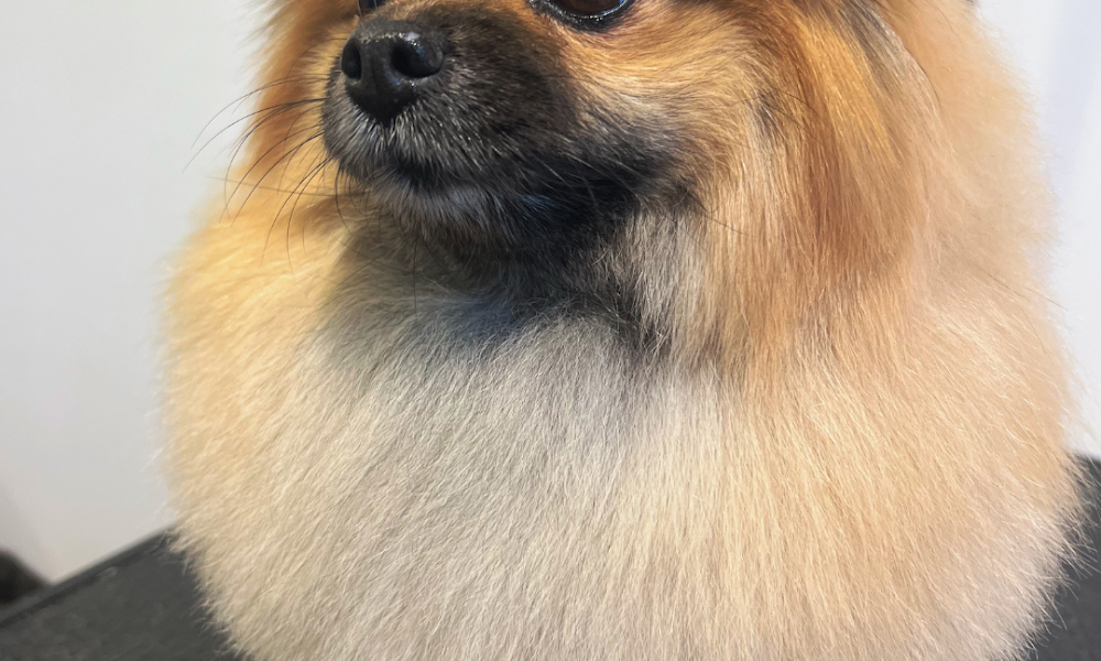 Doggy Styling Dog Grooming