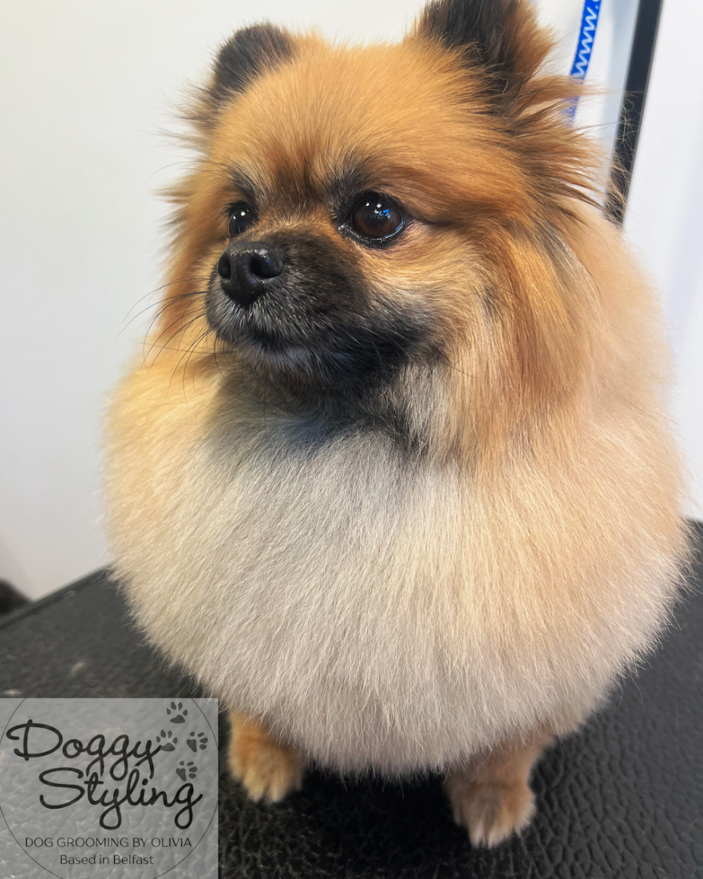 Doggy Styling Dog Grooming