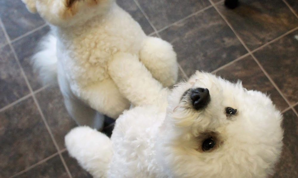 Dogs Buddy