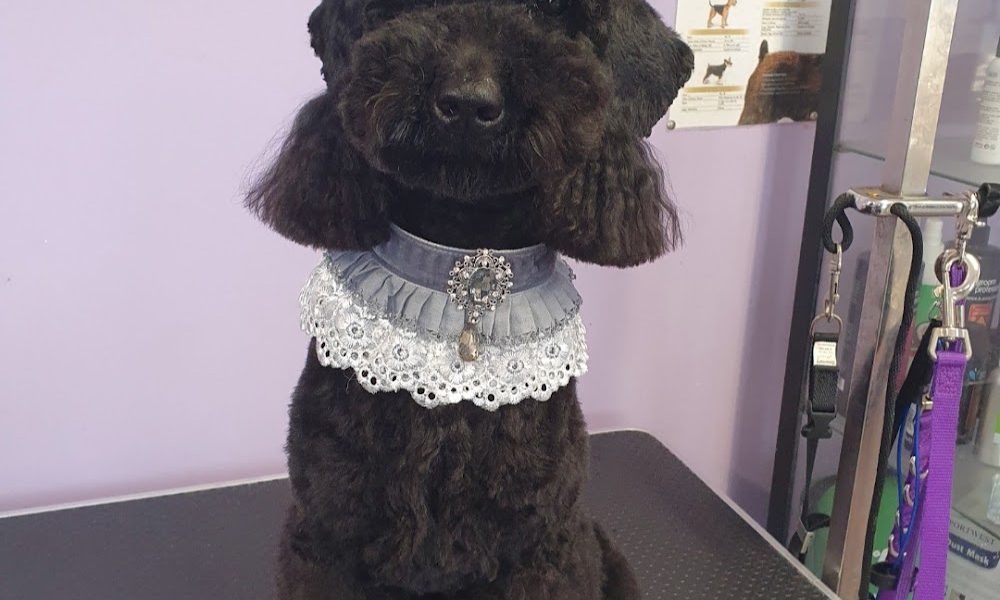DogsRus Grooming Service
