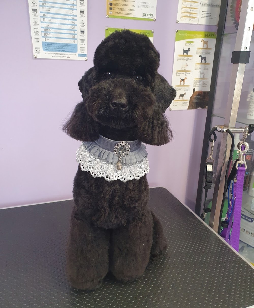 DogsRus Grooming Service