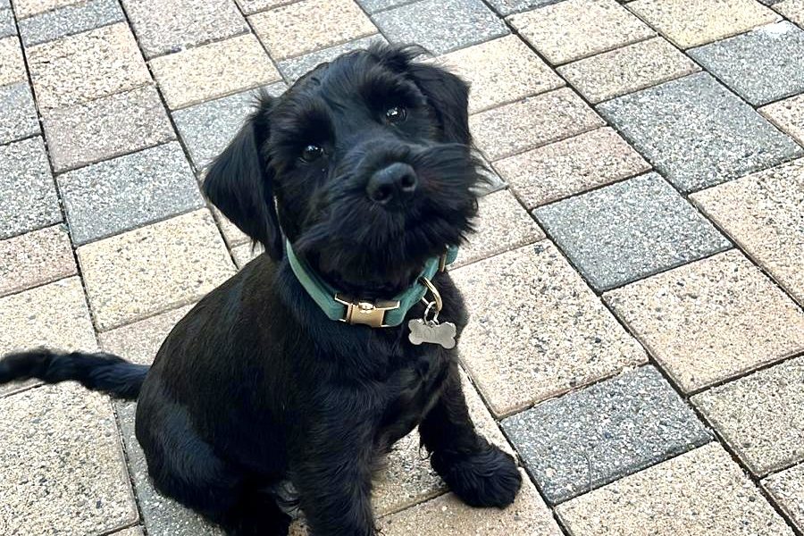 Elite Dog Grooming