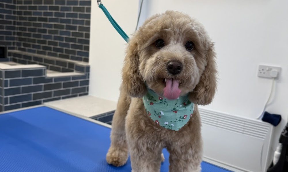 Emaculate Dog Grooming
