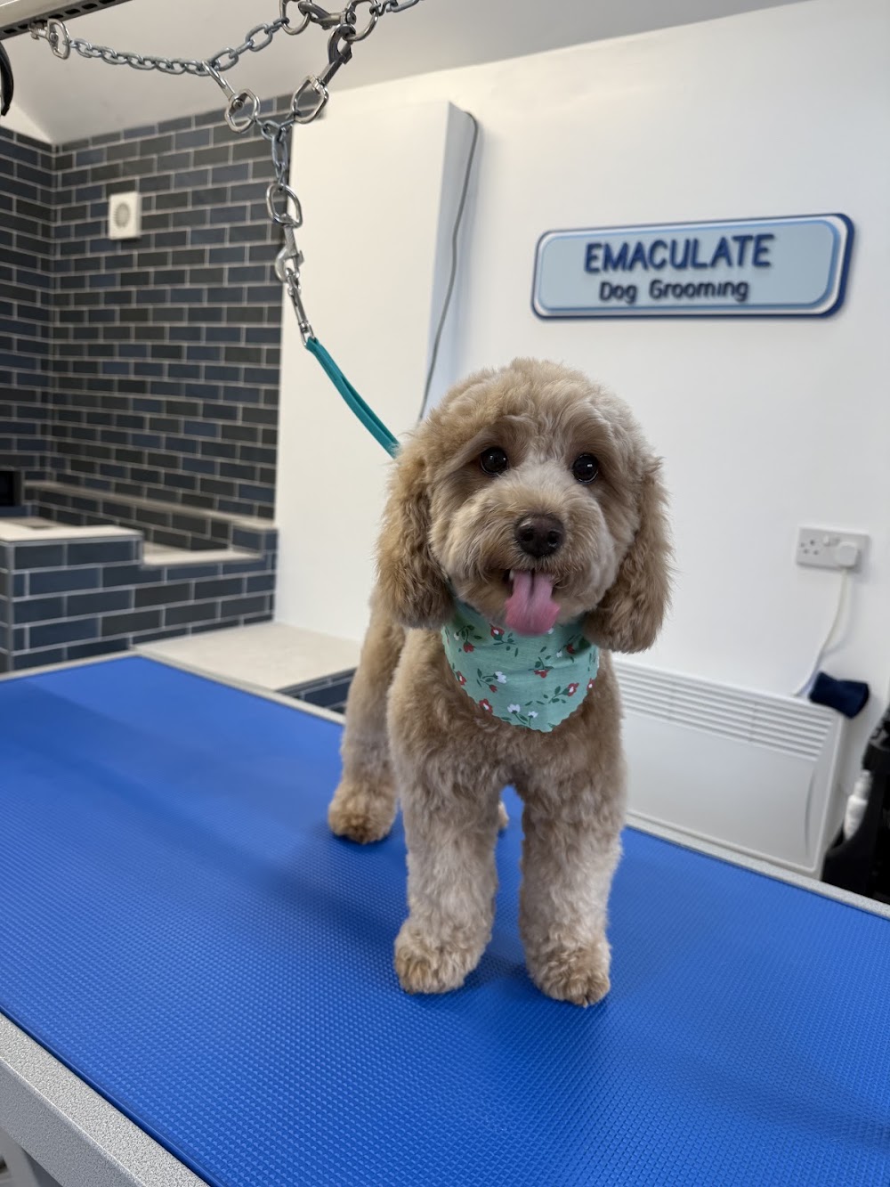 Emaculate Dog Grooming