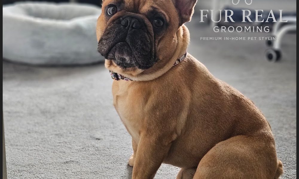 Fur Real In-Home Dog Grooming