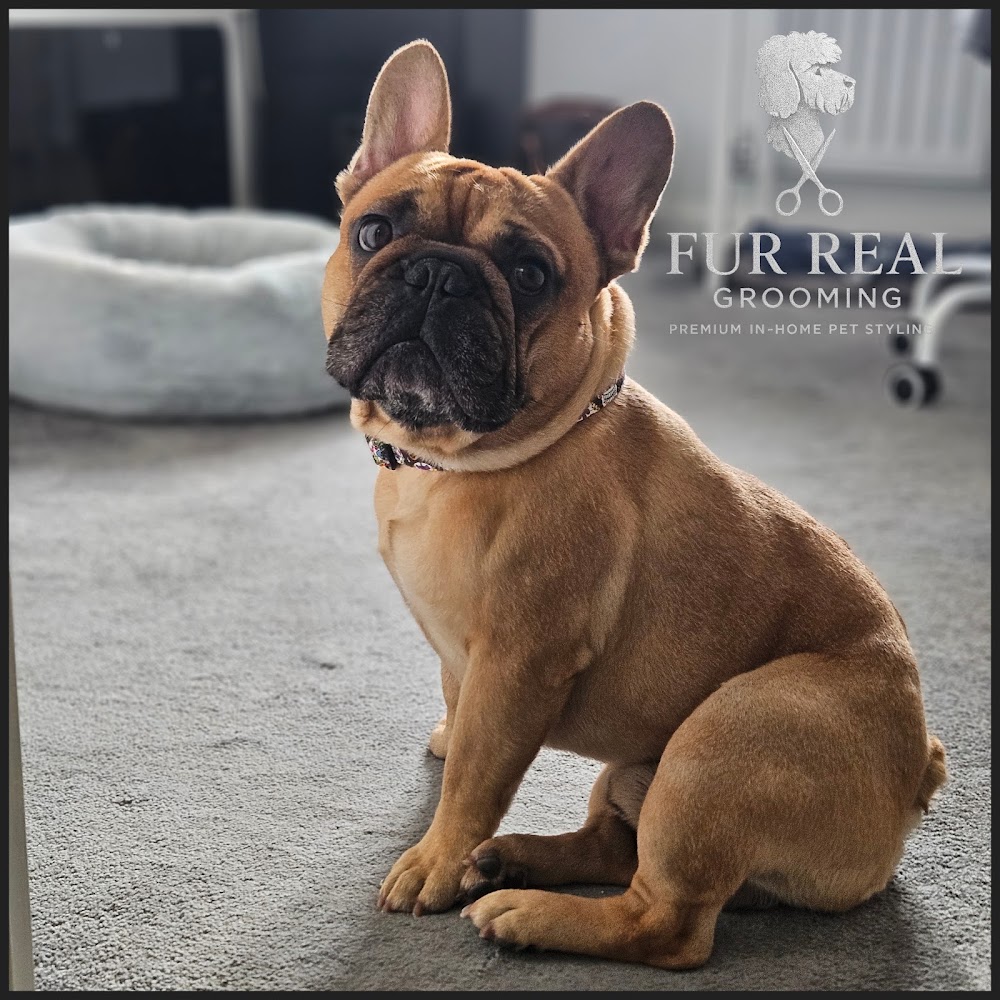 Fur Real In-Home Dog Grooming