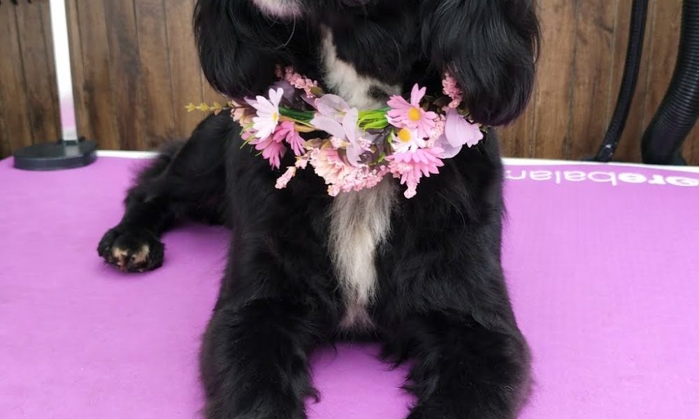 Furry Tails Dog home boarding & grooming