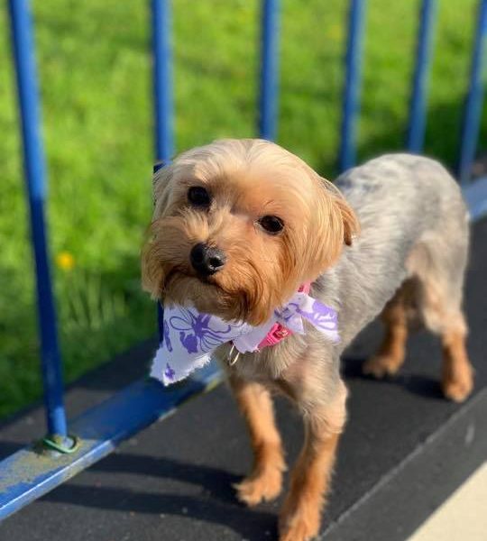 Furrytail Dog Grooming