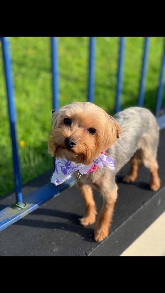 Furrytail Dog Grooming