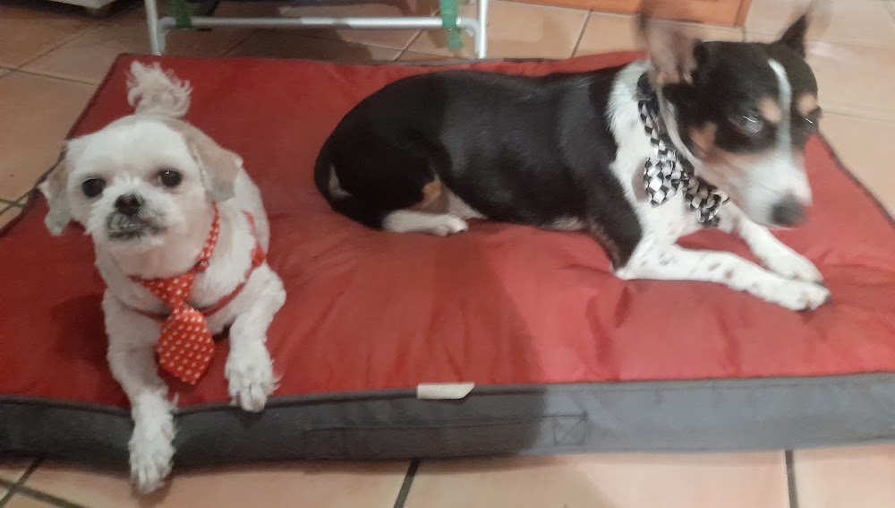 Hairy Hounds Dog Grooming