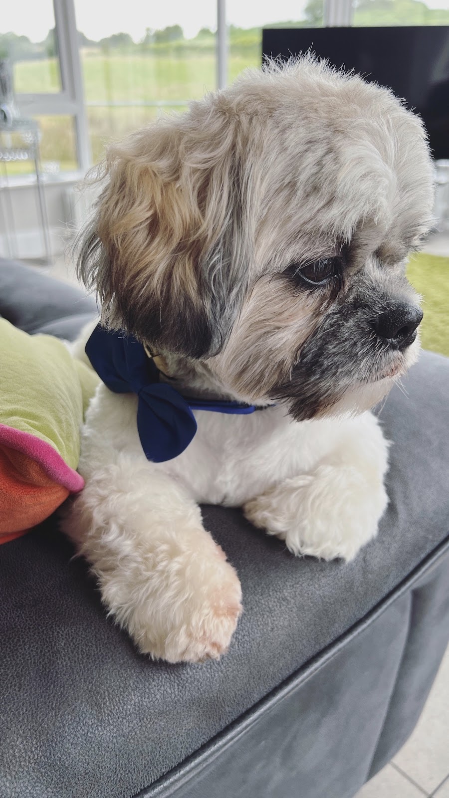 Happi Paws Grooming