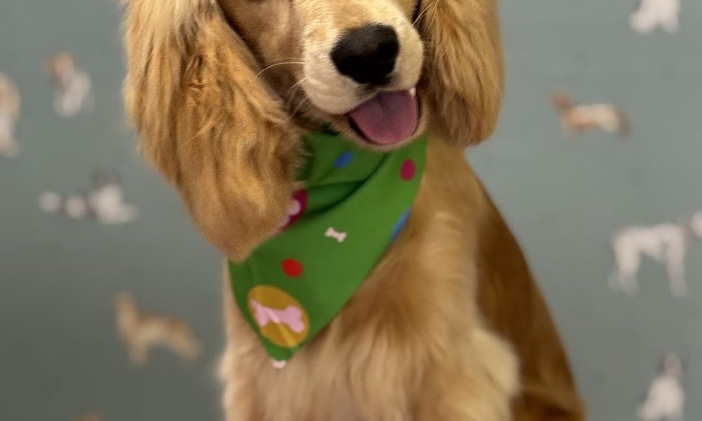 Happy Home Dog Grooming