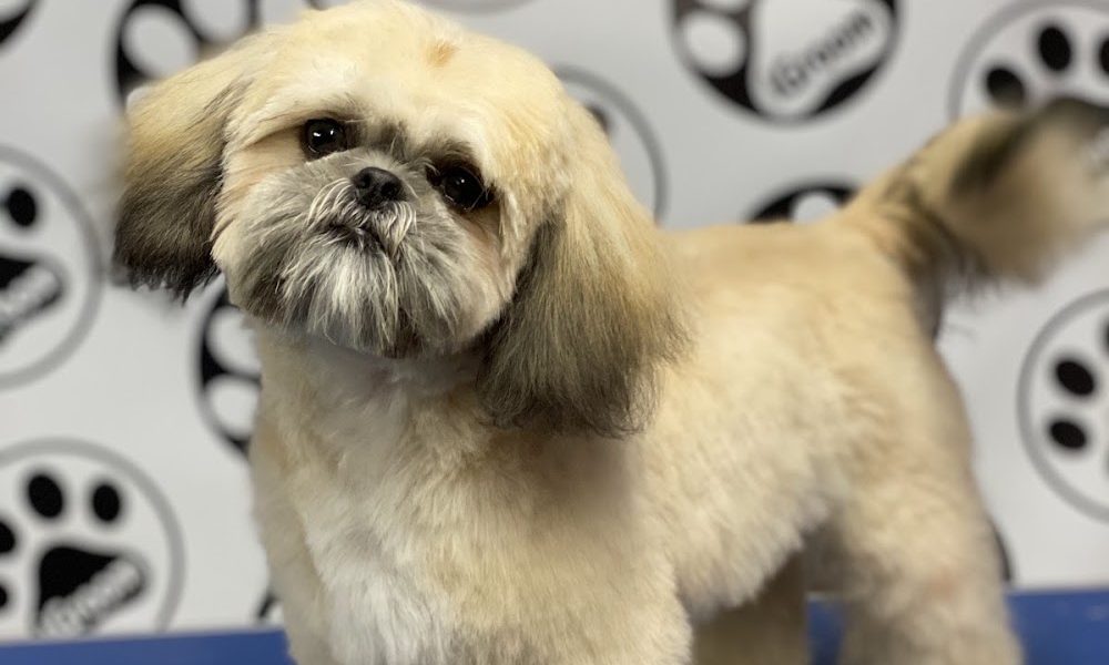 IGROOM DOG GROOMING BY LISA CURRAN SPRINGTOWN
