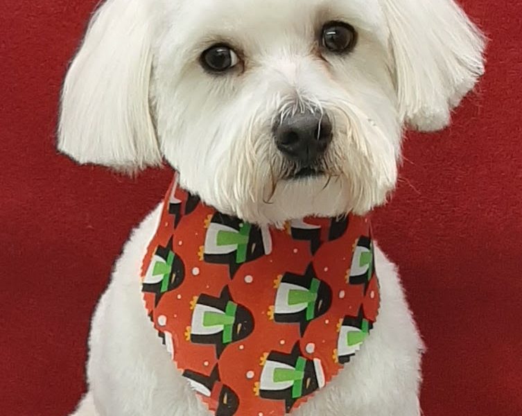 Island Dog Groomers