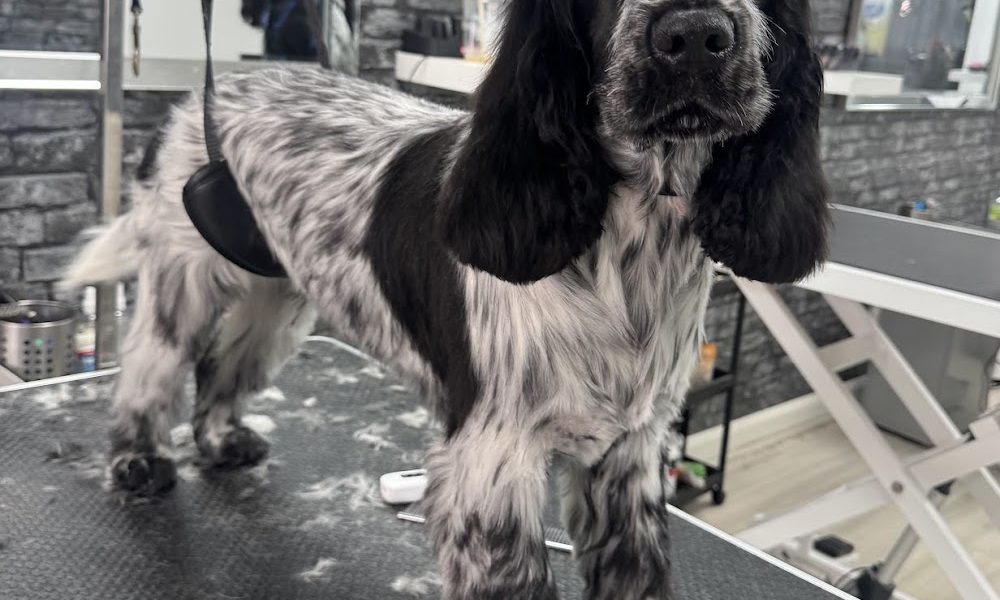 Jack in a Box Dog Grooming