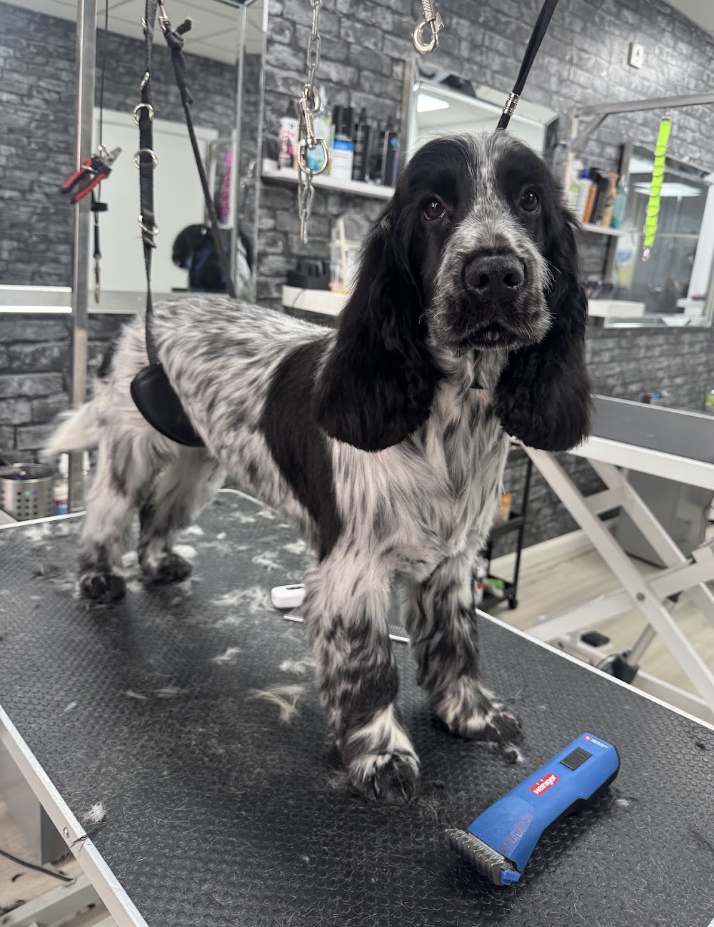 Jack in a Box Dog Grooming