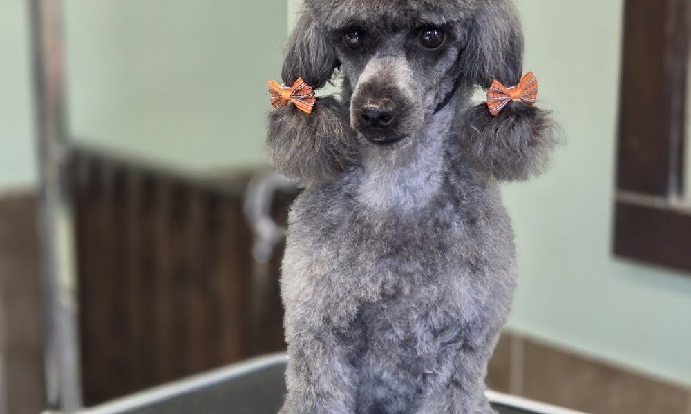 Jolanta’s Dog Grooming Portadown