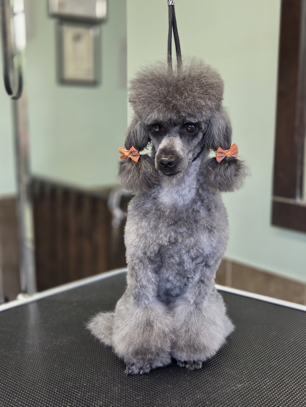 Jolanta’s Dog Grooming Portadown