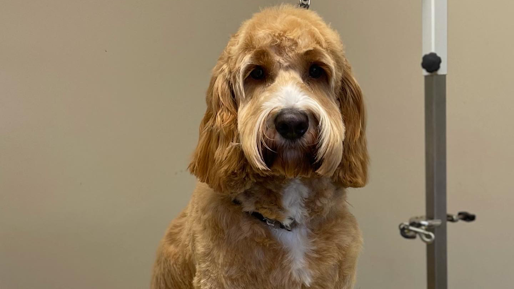 Just Grooming Marvellous- Dog Grooming Portadown.