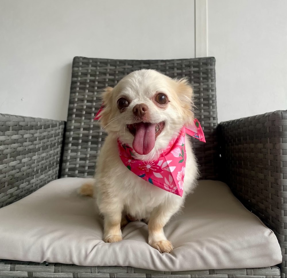 Leah’s Paw Parlour