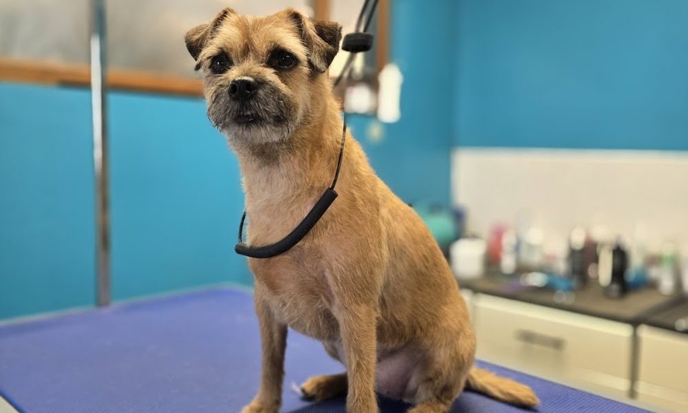 Lisburn Dog Groomers – Personal, Professional Care for your Dog