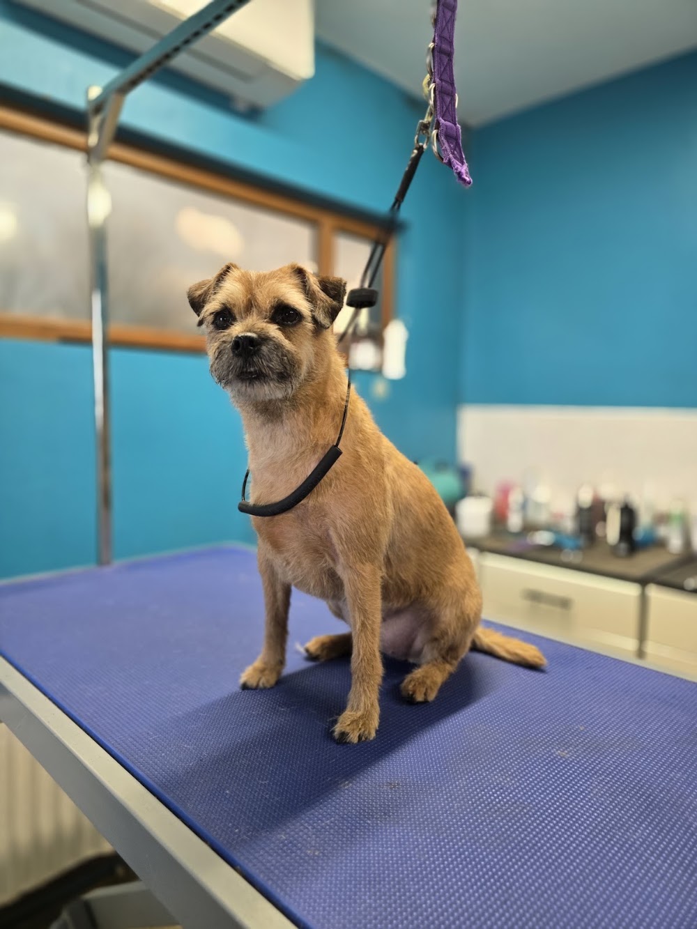 Lisburn Dog Groomers – Personal, Professional Care for your Dog