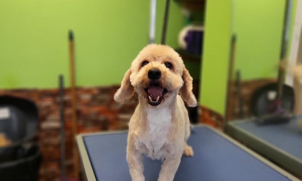 Little Love Dog Grooming